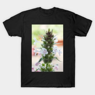 Morina longifolia  Long-leaved whorlflower T-Shirt